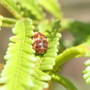 Elaphodes cervinus at O'Connor, ACT - 19 Feb 2023