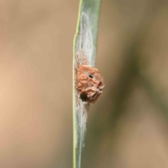 Monophlebulus sp. (genus) at O'Connor, ACT - 17 Feb 2023 by ConBoekel