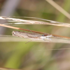 Culladia cuneiferellus (Crambinae moth) at O'Connor, ACT - 19 Feb 2023 by ConBoekel