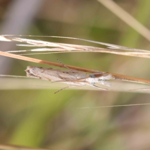 Culladia cuneiferellus at O'Connor, ACT - 19 Feb 2023