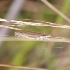 Culladia cuneiferellus at O'Connor, ACT - 19 Feb 2023