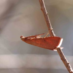 Endotricha pyrosalis at O'Connor, ACT - 19 Feb 2023