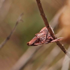 Endotricha pyrosalis at O'Connor, ACT - 19 Feb 2023