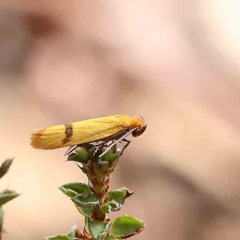 Plectobela undescribed species (A concealer moth) at O'Connor, ACT - 16 Feb 2023 by ConBoekel