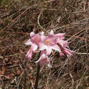 Amaryllis belladonna at O'Connor, ACT - 19 Feb 2023