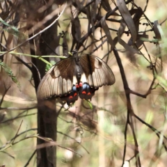 Papilio aegeus (Orchard Swallowtail, Large Citrus Butterfly) at O'Connor, ACT - 19 Feb 2023 by ConBoekel