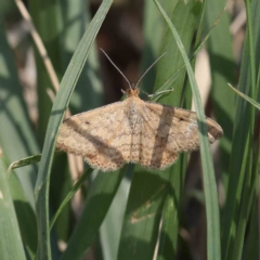 Scopula rubraria (Reddish Wave, Plantain Moth) at O'Connor, ACT - 17 Feb 2023 by ConBoekel