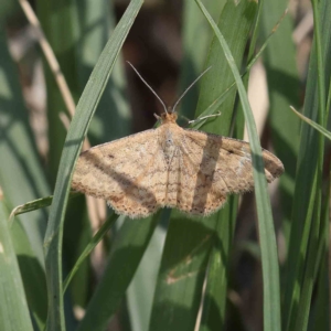 Scopula rubraria at O'Connor, ACT - 17 Feb 2023