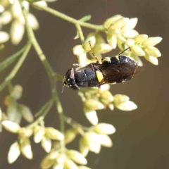 Odontomyia sp. (genus) (A soldier fly) at Dryandra St Woodland - 17 Feb 2023 by ConBoekel