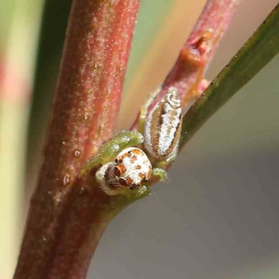 Opisthoncus abnormis (Long-legged Jumper) at O'Connor, ACT - 17 Feb 2023 by ConBoekel