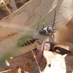 Diamma bicolor (Blue ant, Bluebottle ant) at O'Connor, ACT - 19 Feb 2023 by ConBoekel