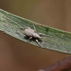 Merimnetes sp. (genus) (A weevil) at O'Connor, ACT - 16 Feb 2023 by ConBoekel