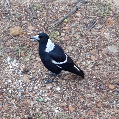 Gymnorhina tibicen (Australian Magpie) at Mundamia, NSW - 12 Apr 2023 by plants