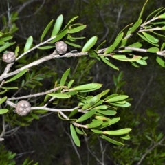 Leptospermum sejunctum (Bomaderry Tea-Tree) at Mundamia, NSW - 12 Apr 2023 by plants