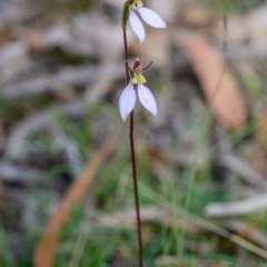 Eriochilus cucullatus (Parson's Bands) at Penrose, NSW - 11 Apr 2023 by Boobook38