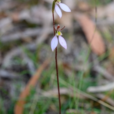 Eriochilus cucullatus (Parson's Bands) at Penrose, NSW - 11 Apr 2023 by Boobook38