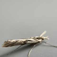 Hednota pedionoma at Canberra, ACT - 12 Apr 2023