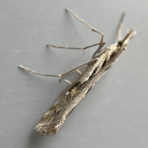 Hednota pedionoma at Canberra, ACT - 12 Apr 2023