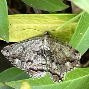 Scioglyptis lyciaria at Canberra, ACT - 12 Apr 2023 01:35 PM