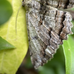 Scioglyptis lyciaria at Canberra, ACT - 12 Apr 2023 01:35 PM