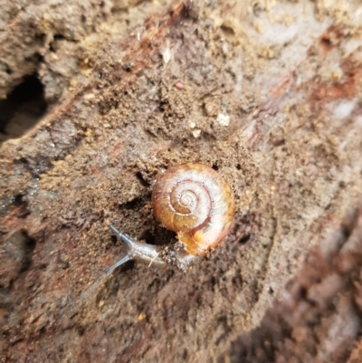 Austrorhytida capillacea (Common Southern Carnivorous Snail) at Tinderry, NSW - 12 Apr 2023 by danswell