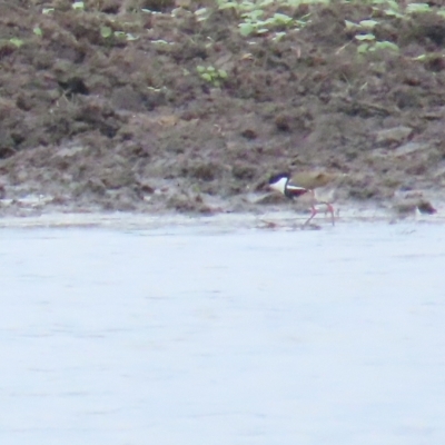 Erythrogonys cinctus (Red-kneed Dotterel) at Jerrabomberra Wetlands - 12 Apr 2023 by TomW