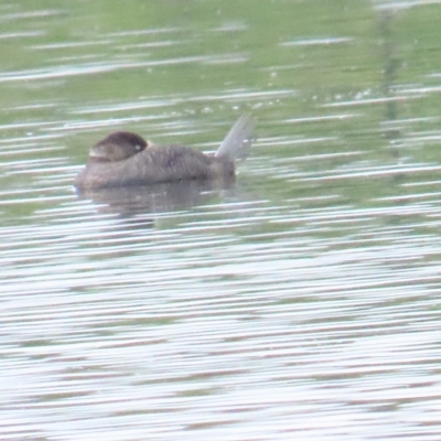 Biziura lobata (Musk Duck) at Fyshwick Sewerage Treatment Plant - 12 Apr 2023 by TomW