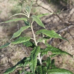 Olearia lirata (Snowy Daisybush) at The Pinnacle - 10 Apr 2023 by sangio7