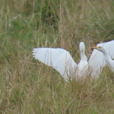 Bubulcus coromandus (Eastern Cattle Egret) at Fyshwick, ACT - 12 Apr 2023 by TomW