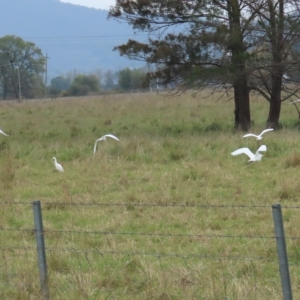 Bubulcus coromandus at Fyshwick, ACT - 12 Apr 2023