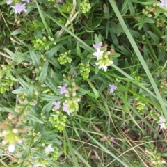 Mentha diemenica (Wild Mint, Slender Mint) at Jerrabomberra, ACT - 2 Apr 2023 by CallumBraeRuralProperty