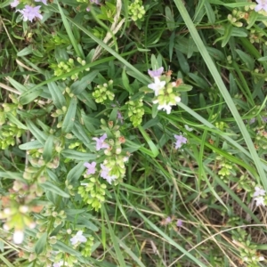 Mentha diemenica at Jerrabomberra, ACT - 2 Apr 2023