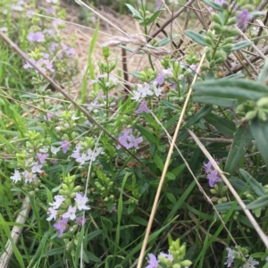 Mentha diemenica at Jerrabomberra, ACT - 2 Apr 2023