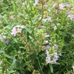 Mentha diemenica at Jerrabomberra, ACT - 2 Apr 2023