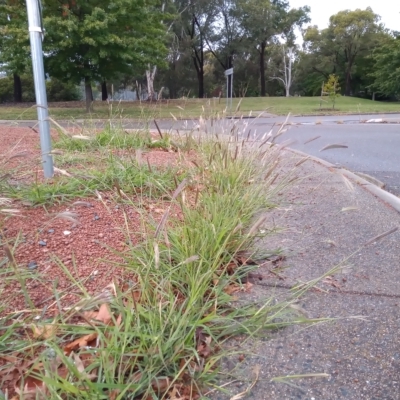 Chloris virgata (Feathertop Rhodes Grass) at Conder, ACT - 12 Apr 2023 by michaelb