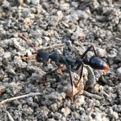 Myrmecia tarsata (Bull ant or Bulldog ant) at MTR591 at Gundaroo - 13 Feb 2023 by JonLewis