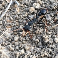 Myrmecia tarsata at Gundaroo, NSW - 13 Feb 2023