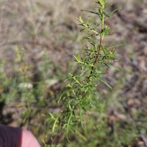 Cassinia quinquefaria at Weetangera, ACT - 11 Apr 2023