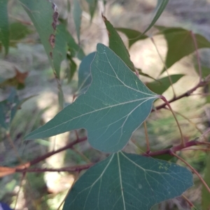 Brachychiton populneus subsp. populneus at Campbell, ACT - 28 Mar 2023