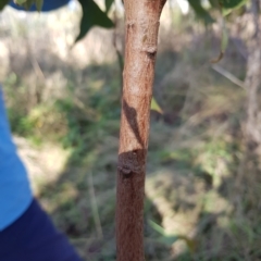 Brachychiton populneus subsp. populneus at Campbell, ACT - 28 Mar 2023