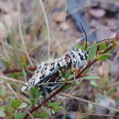 Apina callisto (Pasture Day Moth) at Rugosa - 12 Apr 2023 by SenexRugosus