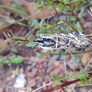 Apina callisto at Yass River, NSW - 12 Apr 2023 05:08 PM