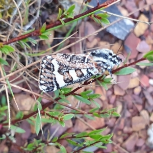 Apina callisto at Yass River, NSW - 12 Apr 2023