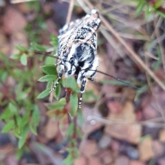 Apina callisto at Yass River, NSW - 12 Apr 2023