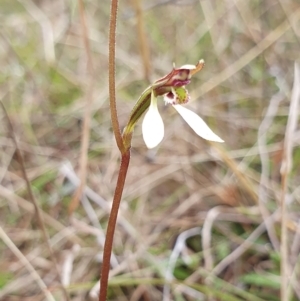 Eriochilus cucullatus at Yass River, NSW - 12 Apr 2023