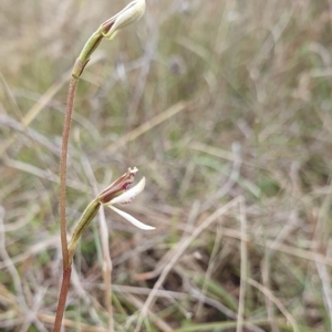 Eriochilus cucullatus at Yass River, NSW - suppressed