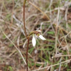 Eriochilus cucullatus at Yass River, NSW - suppressed