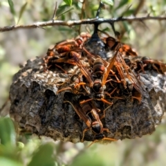 Polistes (Polistella) humilis (Common Paper Wasp) at Bullen Range - 10 Apr 2023 by HelenCross