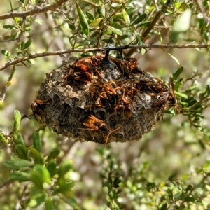 Polistes (Polistella) humilis at Paddys River, ACT - 10 Apr 2023