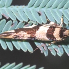 Macrobathra desmotoma at Coree, ACT - 9 Apr 2023 05:04 PM